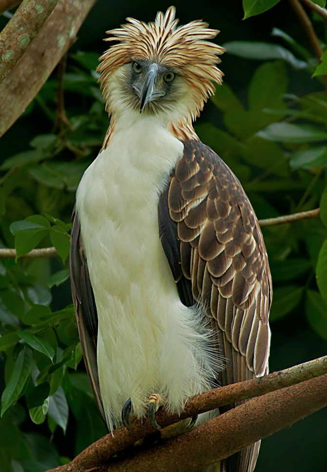 The largest is the eagle of the Philippines