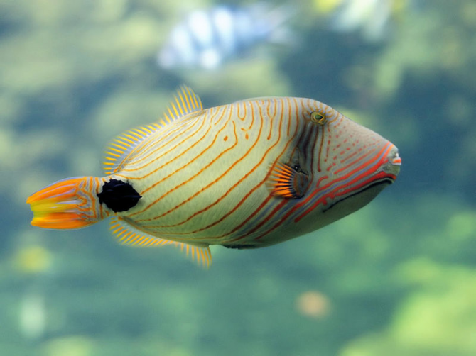 オレンジクロスボウ魚