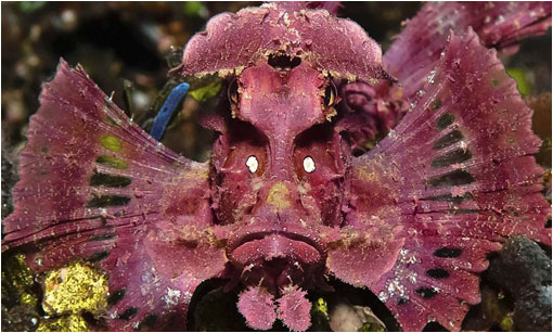 Розовая рыба-скорпион