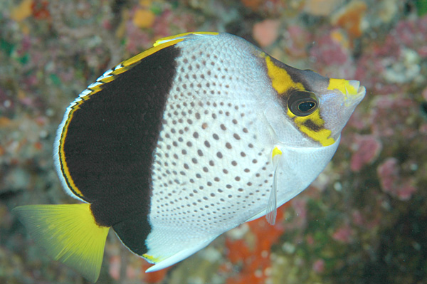 Гавайская рыба-бабочка