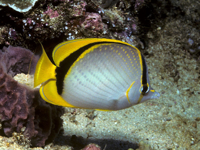 Желтая точка рыба-бабочка