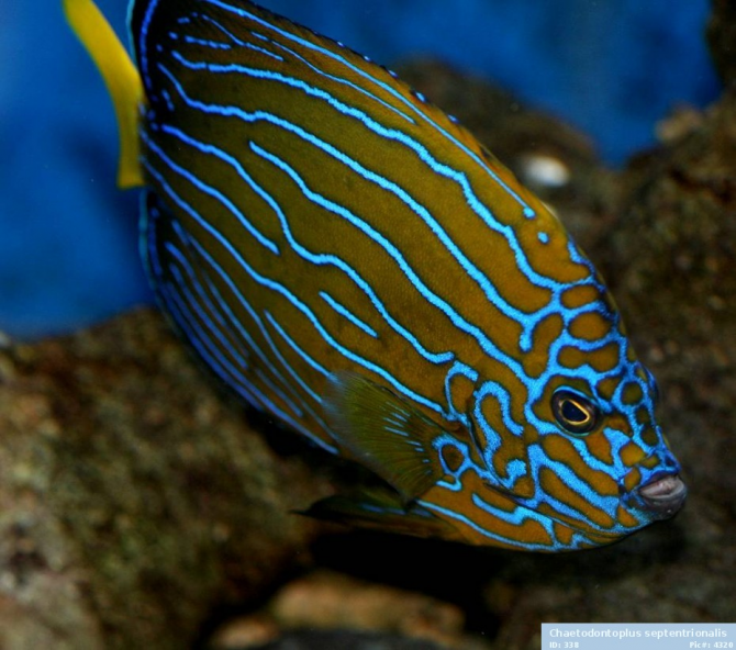 Angelfish biru bergaris