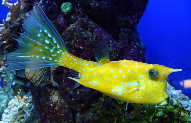 Boxfish com chifres