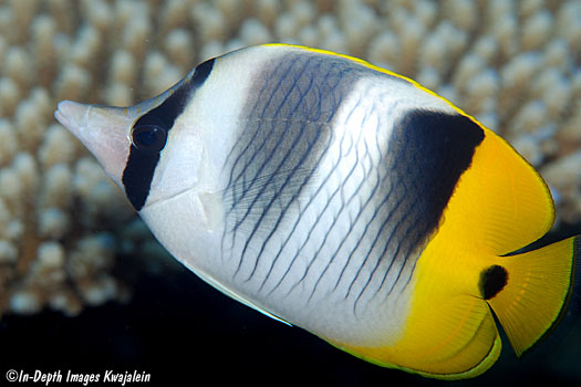 Dois Butterflyfish pacíficos manchados