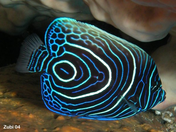 Emperor angelfish (muda)