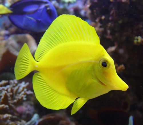 Ikan ahli bedah kuning
