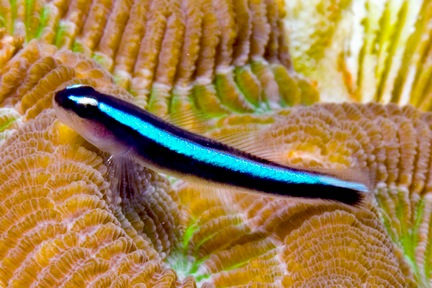 Neon goby