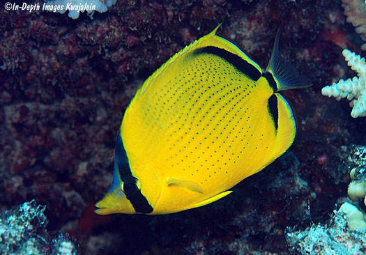 Spotted butterfly fish