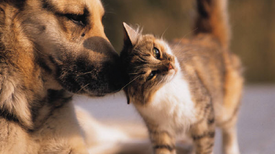 ภาพความรักระหว่างสุนัขและแมว