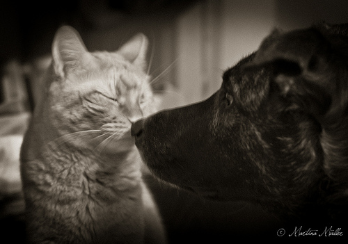 개와 고양이 사이의 사랑의 이미지