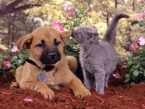Bilder av kärlek mellan hundar och katter
