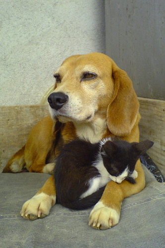 Gambar cinta antara kucing dan anjing