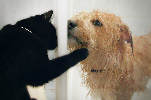 Images of love between dogs and cats