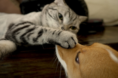 Imej cinta antara anjing dan kucing