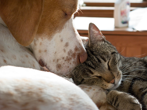 Liebesbilder zwischen Hunden und Katzen