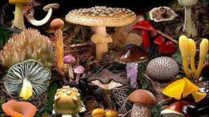 6 jamur paling beracun di dunia