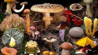 Os 6 cogumelos mais venenosos do mundo