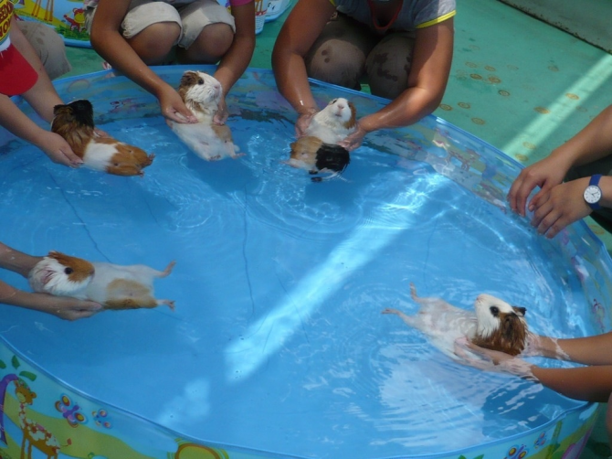 啮齿动物游泳课