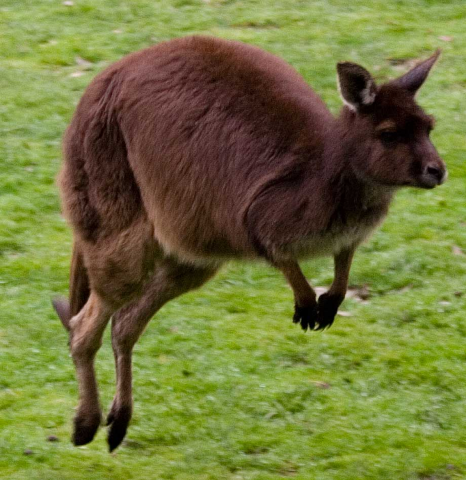 この動物は3メートルの高さの障害物をジャンプできます。