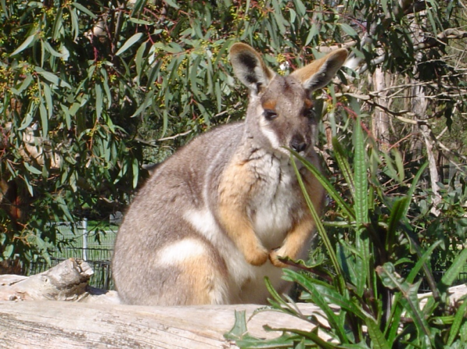 Существует около 47 видов кенгуру, которые варьируются от размера валлаби (приблизительно один килограмм) до размера красного кенгуру (135 килограммов).