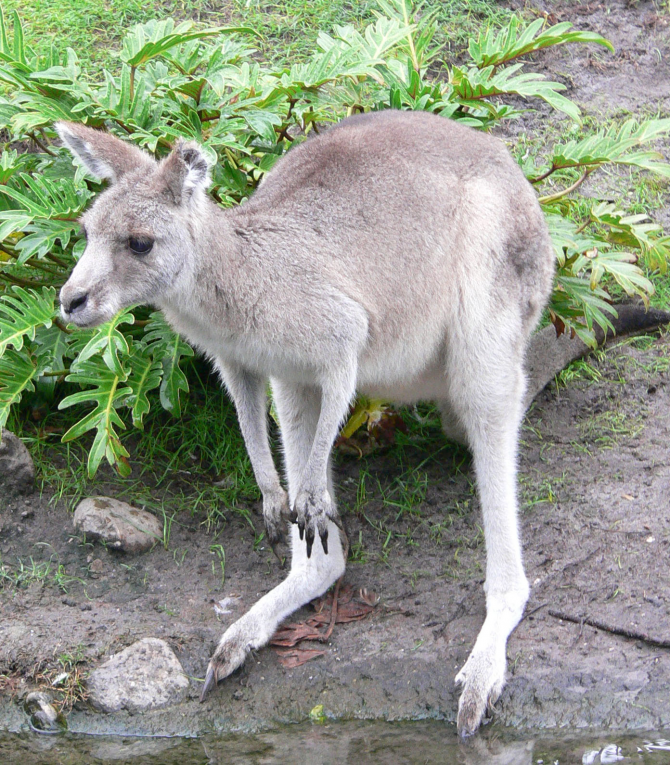 Из-за его длинных ног кенгуру очень трудно идти медленно, при необходимости он должен двигаться всеми четырьмя ногами, также используя свой хвост.