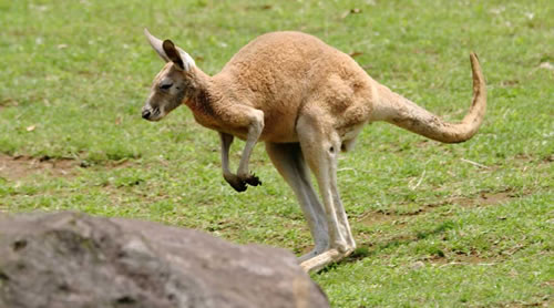 A causa della sua coda spessa e della forma insolita delle sue zampe, un canguro fa fatica a tornare indietro.