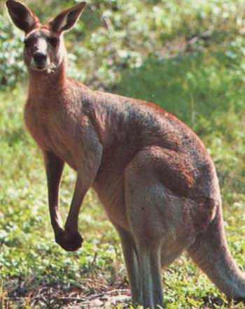 A common myth is that the kangaroo took its name from mere confusion. When European explorers first saw these strange animals, they asked an Australian native what they were called. The native answered