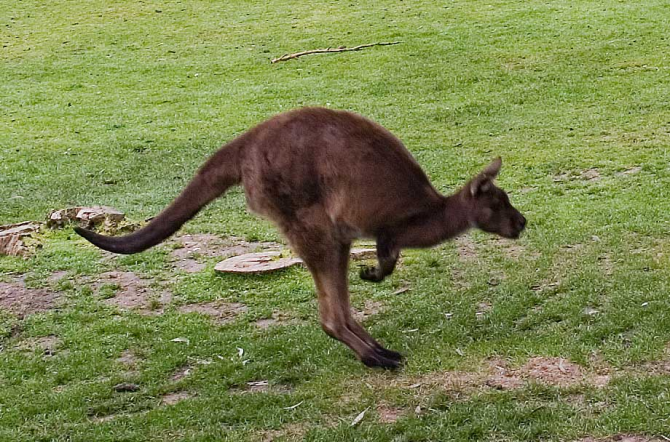 A kangaroo moves by jumping with its strong hind legs. To balance your body use its thick tail. If someone lifted the animal's tail, it could not jump.