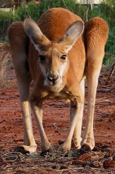 Das rote Känguru ist das größte Beuteltier der Welt.