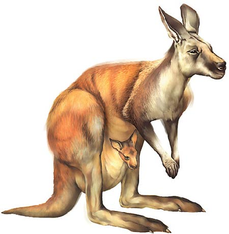 I canguri non producono metano, il gas caratteristico della flatulenza di altri animali.