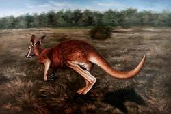I canguri sono gli unici grandi animali che si muovono saltando.