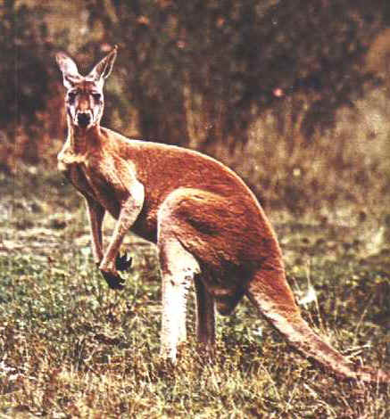 Kanguru bisa berumur 18 tahun.
