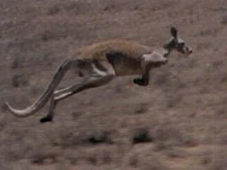 Kanguru dapat melompat dengan kecepatan 60 km / jam.