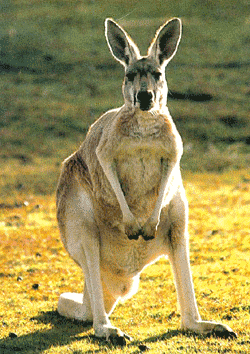 Kanguru jantan tidak memiliki tas yang dimiliki betina.
