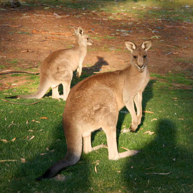 Kängurus kommen in Australien, Tasmanien und Neuguinea vor.