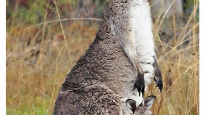 Kuriositäten über das Känguru