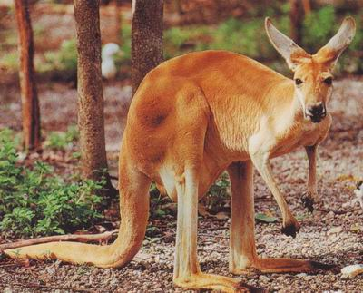 The kangaroo is a marsupial of the Macropodidae family (macropods - with big feet).