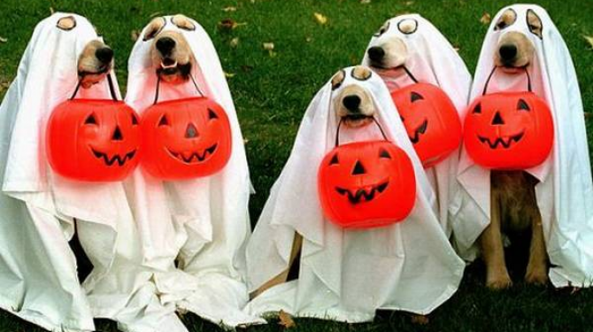 Лучшие костюмы для собак на Хэллоуин