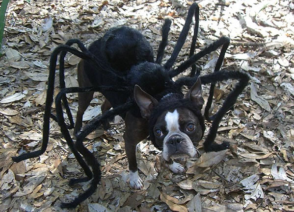 Con chó tarantula