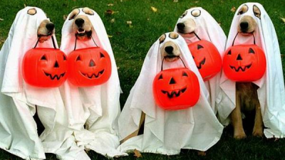 Kostum Halloween anjing terbaik