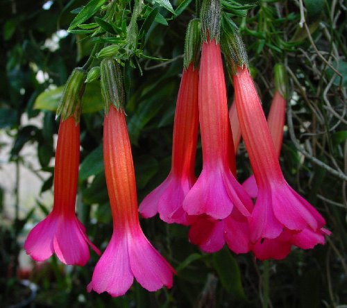ペルーの国花：カントゥータ。