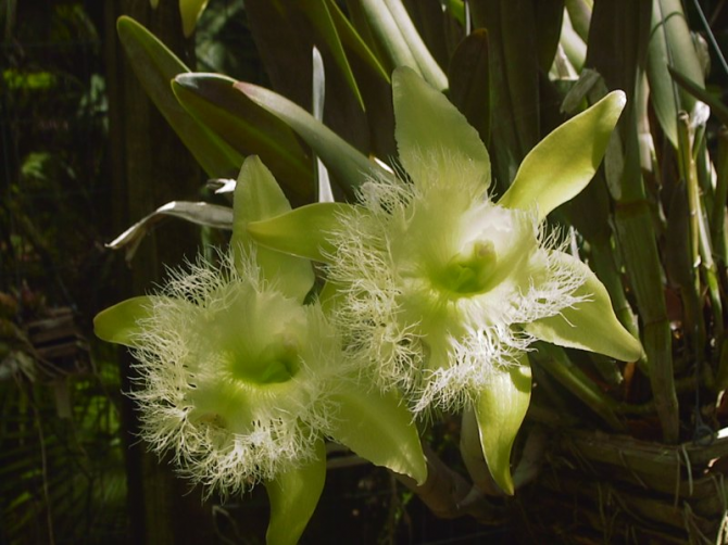 Национальный цветок Гондураса: Орхидея Богородицы.