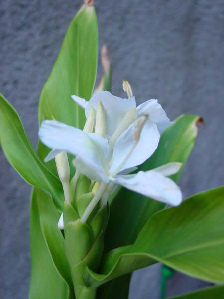 Fleur nationale de Cuba: Mariposa.