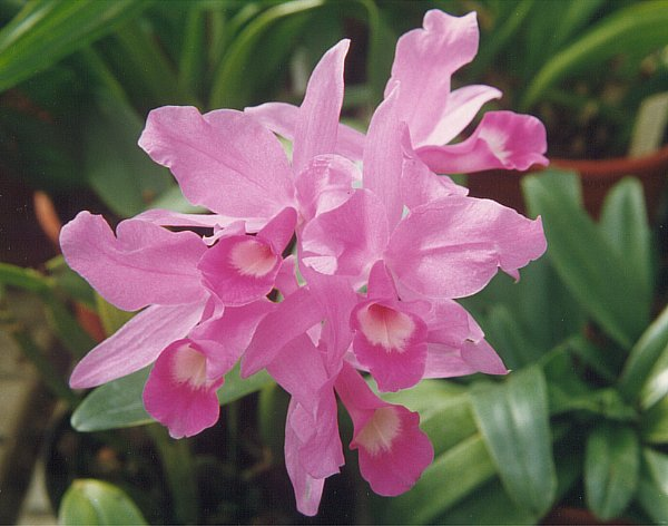 Fleur nationale du Costa Rica: Guaria Morada.