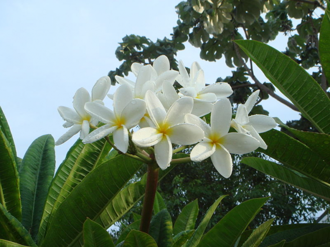 Fleur nationale du Nicaragua: Sacuanjoche.