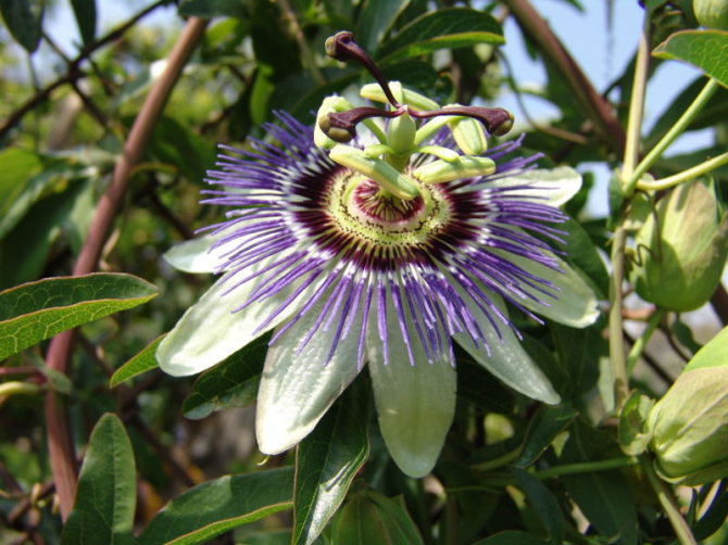 Flor Nacional do Paraguai: Mburucujá.