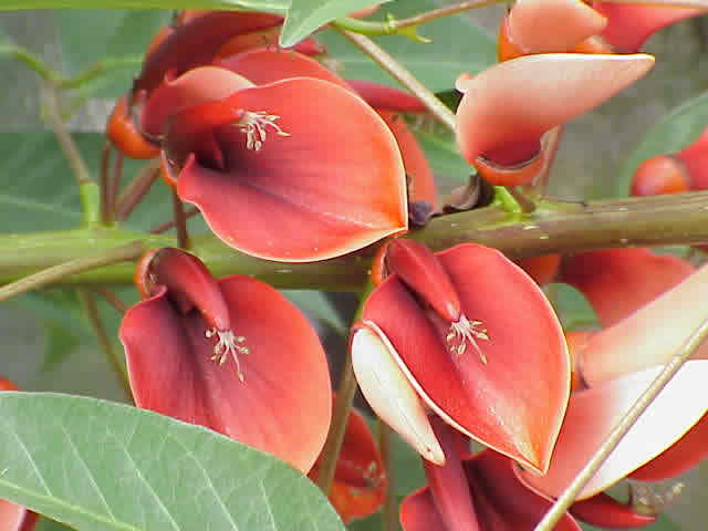 National Flower of Argentina and Uruguay: Ceibo.