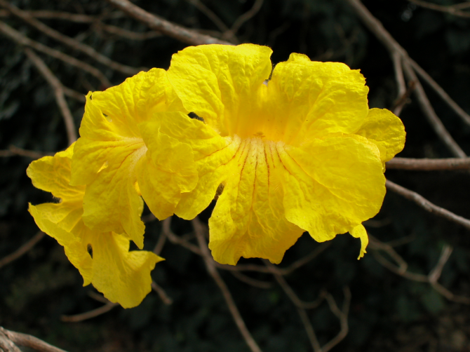 National Flower of Brazil: Ipê Amarelo.