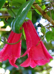 National Flower of Chile: Copihue.