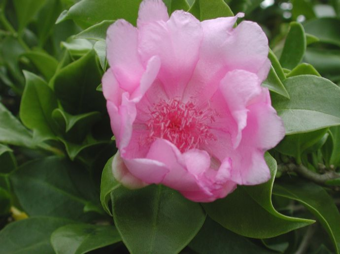 Nationalblume der Dominikanischen Republik: Rosa de Bayahibe.